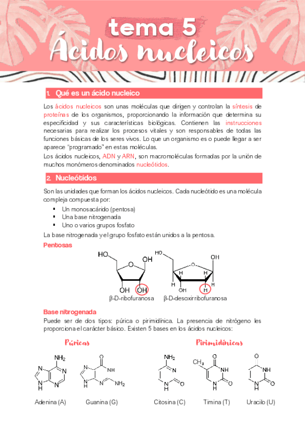 Miniatura del documento TEMA-5-ACIDOS-NUCLEICOS.pdf