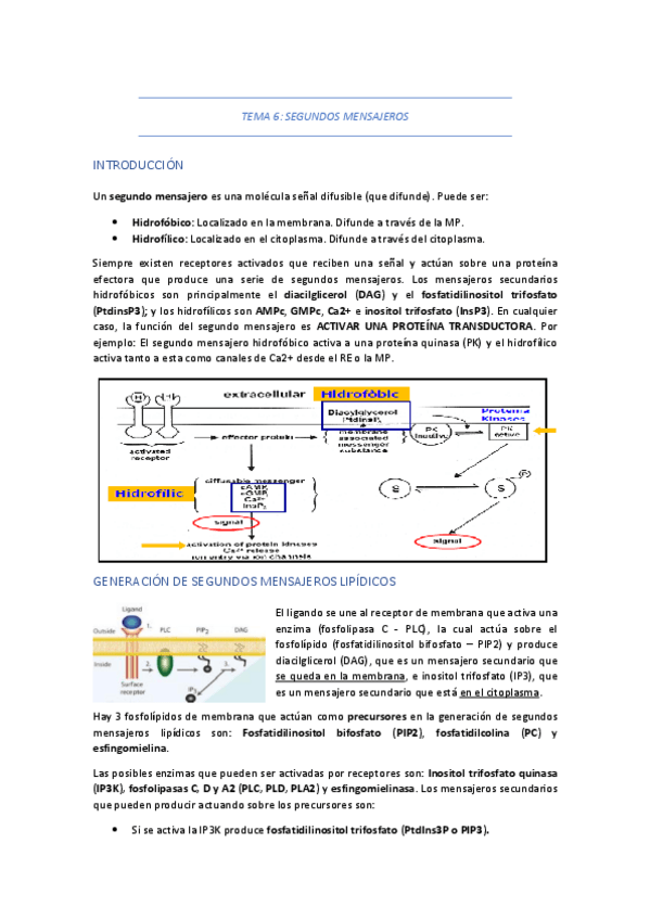 Miniatura del documento TEMA-6-SEGUNDOS-MENSAJEROS.pdf