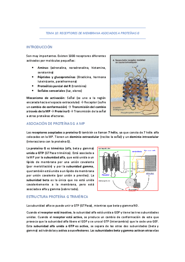 Miniatura del documento TEMA-10-RECEPTORES-DE-MEMBRANA-ASOCIADOS-A-PROTEINA-G.pdf