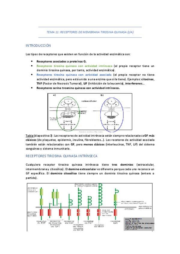 Miniatura del documento TEMA-11-RECEPTORES-DE-MEMBRANA-TIROSINA-QUINASA.pdf