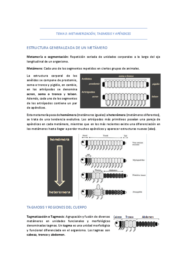 Miniatura del documento TEMA-3-METAMERIZACION-TAGMOSIS-Y-APENDICES.pdf