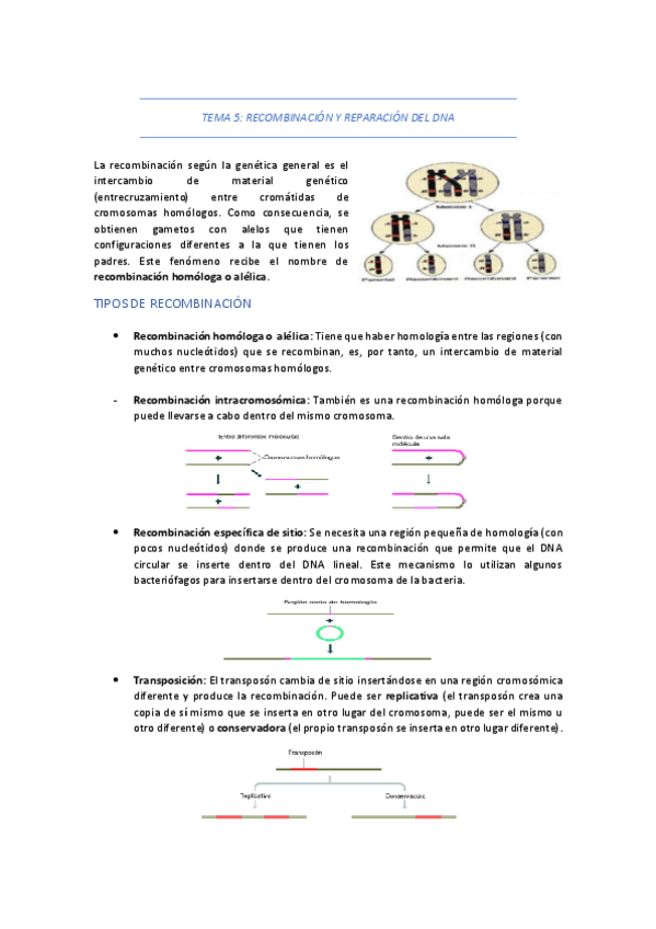 Miniatura del documento TEMA-5-RECOMBINACION-Y-REPARACION-DEL-DNA.pdf