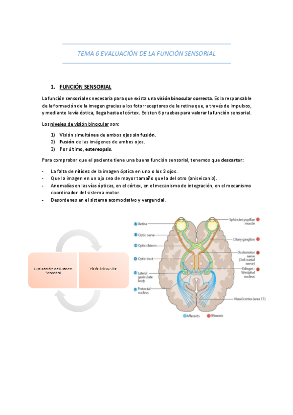 Miniatura del documento TEMA-6-EVALUACION-DE-LA-FUNCION-SENSORIAL.pdf