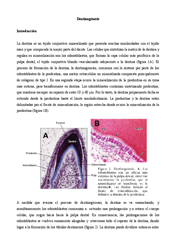 Miniatura del documento Dentinogenesis.pdf