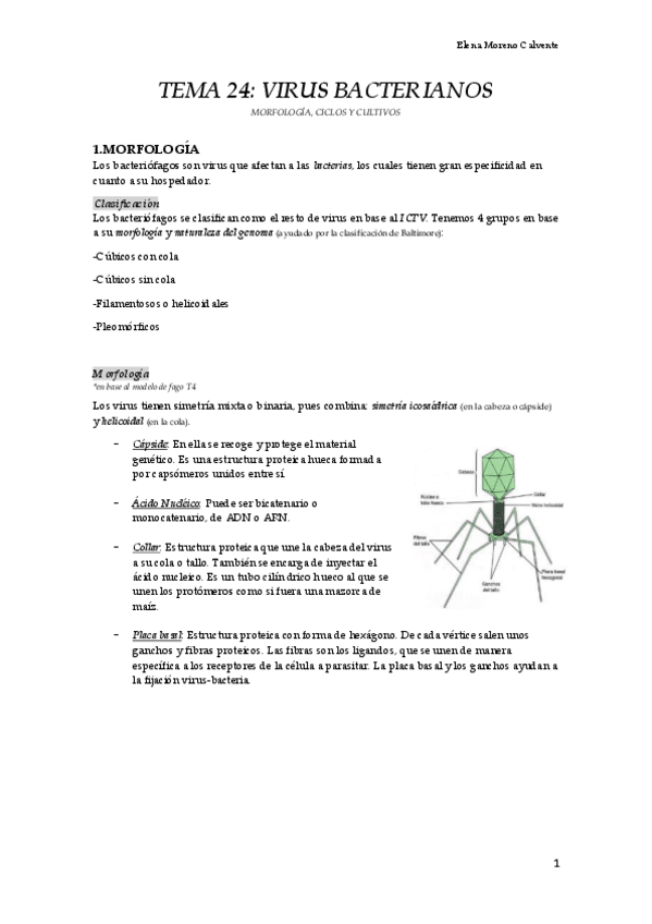 Miniatura del documento Tema-24-Morfologia-y-caracteristicas-de-bacteriofagos.pdf