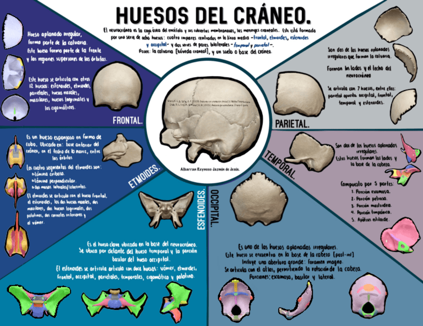 Miniatura del documento Huesos-del-craneo.pdf