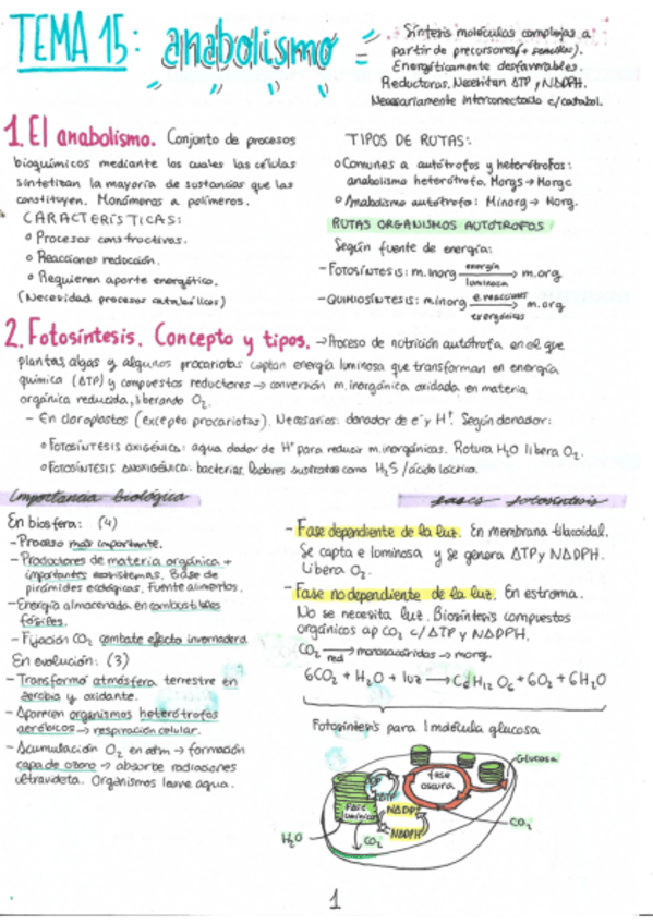 Miniatura del documento anabolismo.pdf