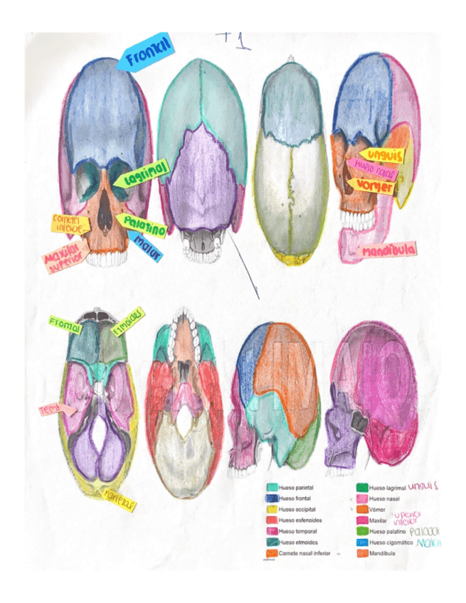 Miniatura del documento Huesos-del-cuerpo.pdf