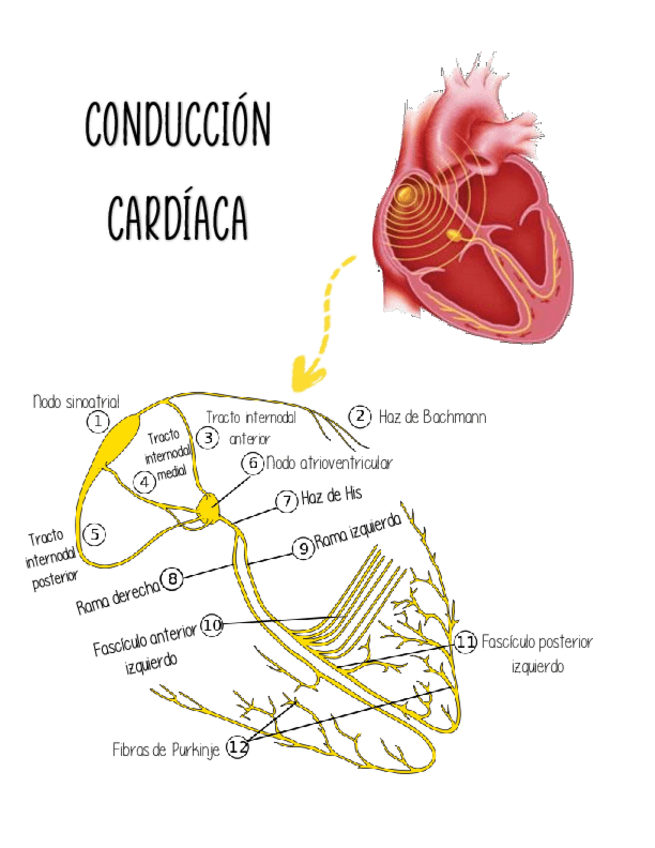 Miniatura del documento Conduccion-Cardiaca.pdf
