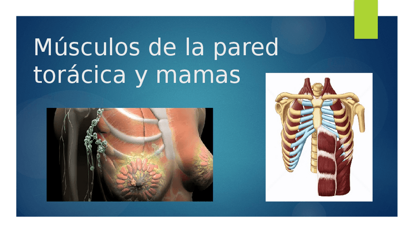 Miniatura del documento Musculos-de-la-pared-toracica.pptx