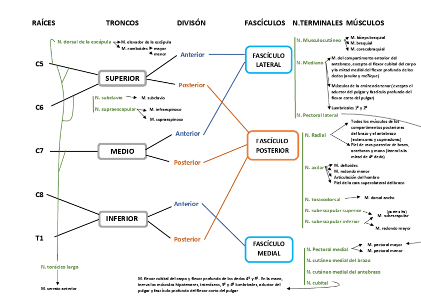 Miniatura del documento Plexo-braquial-1.pdf