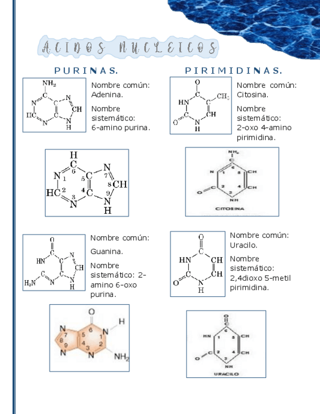 Miniatura del documento dollarC-I-D-O-S-N-U-C-L-E-I-C-O-S.pdf