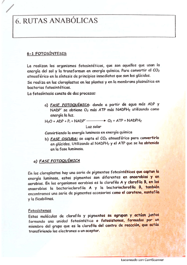 Miniatura del documento Rutas-anabolicas.pdf