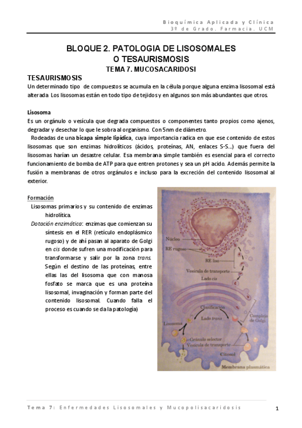 Miniatura del documento BQcl - TEMA 7 - tesaurismosis y Mucosacaridosis.pdf