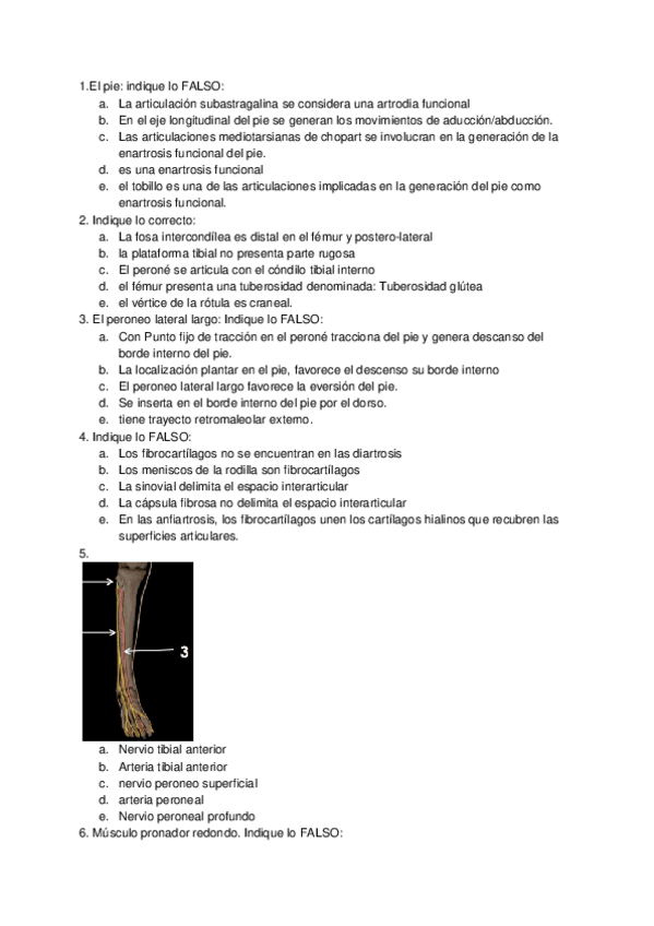 Miniatura del documento Anatomia-1er-parcial.docx