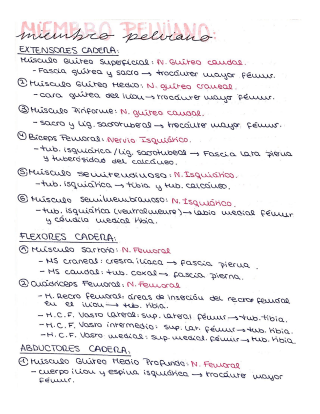 Miniatura del documento Miembro-Pelviano-Musculos-Practicas.pdf