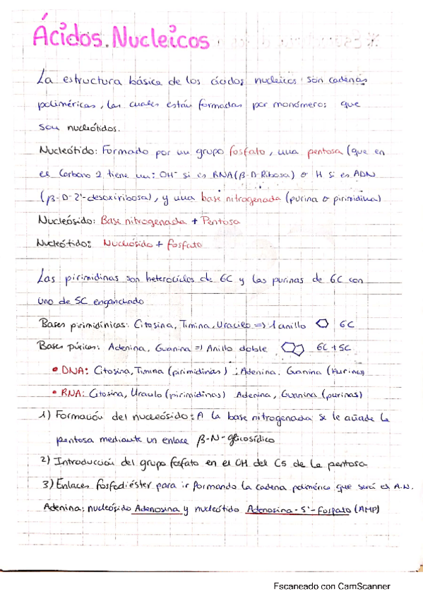 Miniatura del documento Acidos-nucleicos.pdf