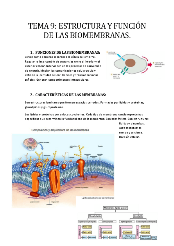 Miniatura del documento -TEMA-9-ESTRUCTURA-Y-FUNCION-DE-LAS-BIOMEMBRANAS.pdf