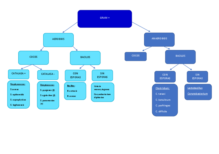 Miniatura del documento GRAM-.pdf