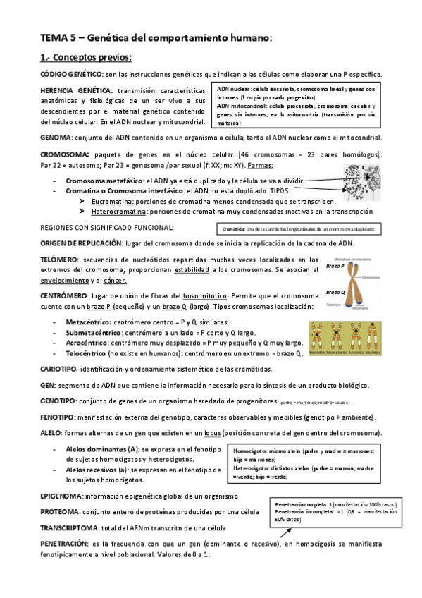 Miniatura del documento TEMA-5-GENETICA-DEL-COMPORTAMIENTO-HUMANO.pdf