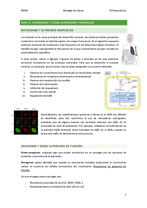 Miniatura del documento TEMA-5-Oncogenes-y-genes-supresores-de-tumores.pdf