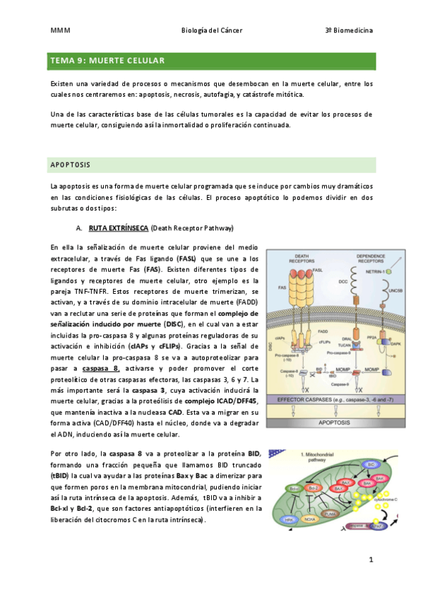 Miniatura del documento TEMA-9-Muerte-celular.pdf