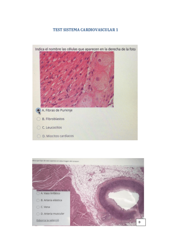 Miniatura del documento TEST-SISTEMA-CARDIOVASCULAR-1.pdf