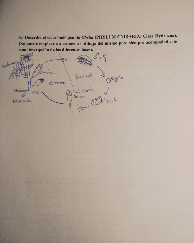 Miniatura del documento IMG-20180115-WA0007.jpg