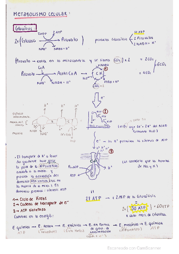 Miniatura del documento esquema-metabolismo-celular.pdf