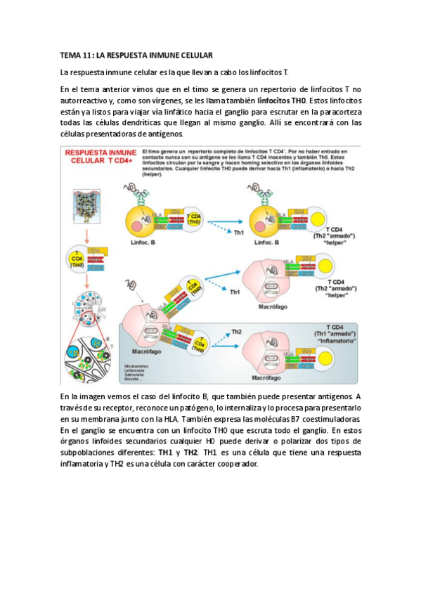 Miniatura del documento TEMA-11.pdf