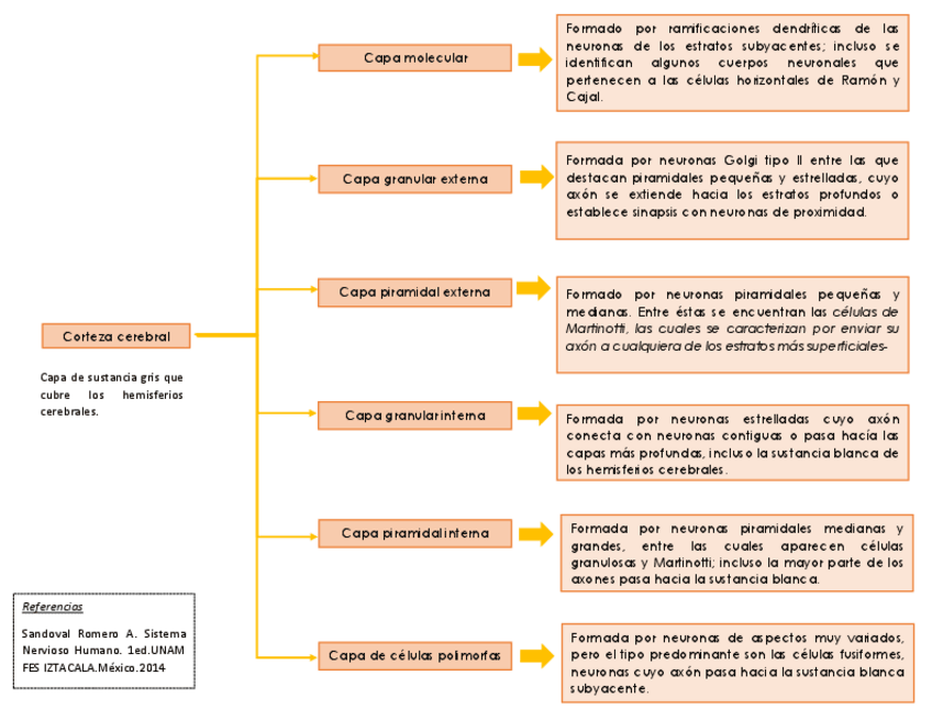 Miniatura del documento Capas-de-la-corteza-cerebral.pdf