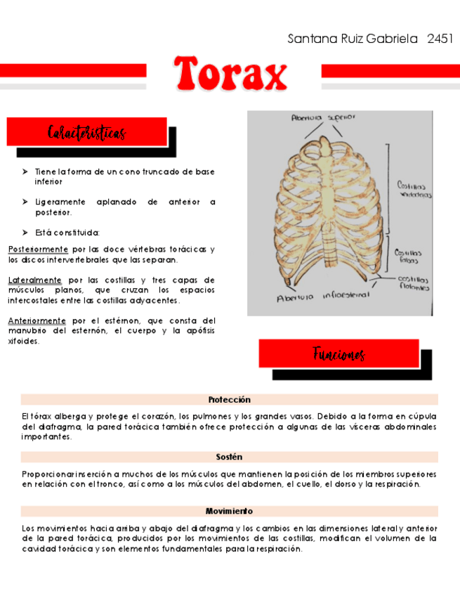 Miniatura del documento Torax.pdf