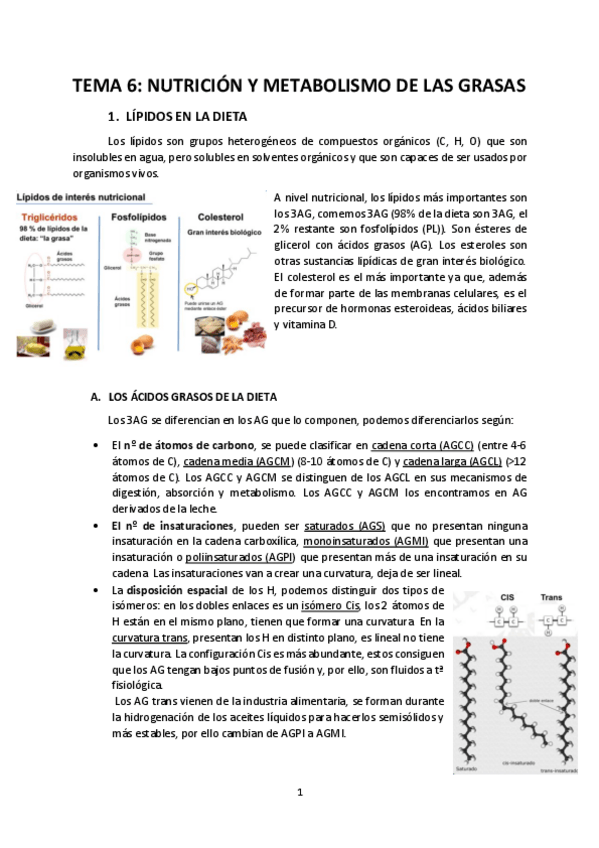 Miniatura del documento tema-6-metabolismo-de-las-grasas.pdf