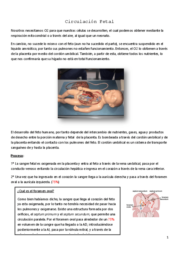 Miniatura del documento Circulacion-Fetal.pdf