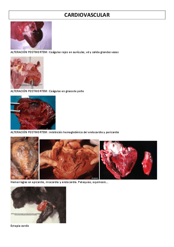 Miniatura del documento FOTOS-CARDIOVASCULAR.pdf