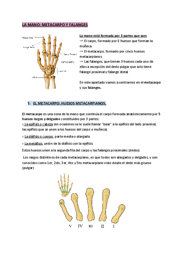 Miniatura del documento LA-MANO-METACARPO-Y-FALANGES.pdf