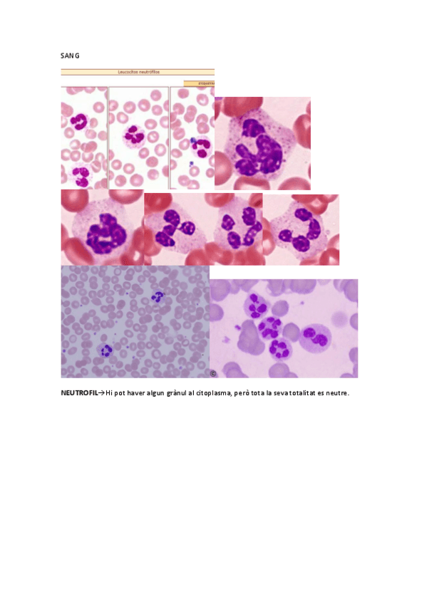 Miniatura del documento FOTOSEXAMENCARDIOVASCULARBEA.pdf