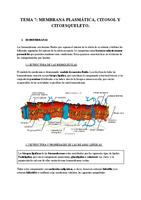 Miniatura del documento TEMA-7-MEMBRANA-PLASMATICA-CITOSOL-Y-CITOESQUELETO.pdf