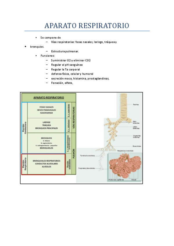 Miniatura del documento APARATORESPIRATORIOtextfotos.pdf