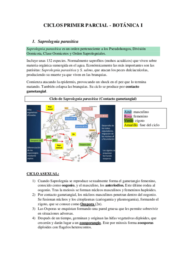 Miniatura del documento CICLOS-PRIMER-PARCIAL-BOTANICA-1.pdf
