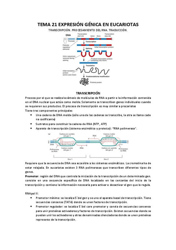 Miniatura del documento TEMA-21-EXPRESION-GENICA-EN-EUCARIOTAS.pdf
