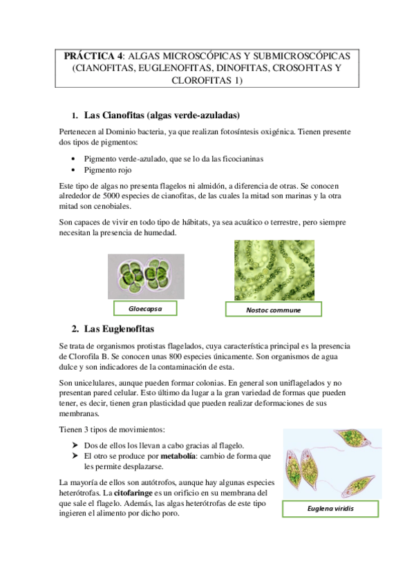 Miniatura del documento PRACTICA-4-ALGAS-MICROSCOPICAS-Y-SUBMICROSCOPICAS.pdf