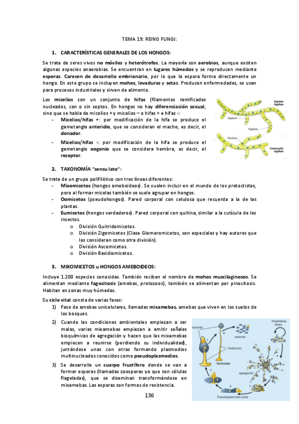 Miniatura del documento Tema-19-Reino-Fungi.pdf