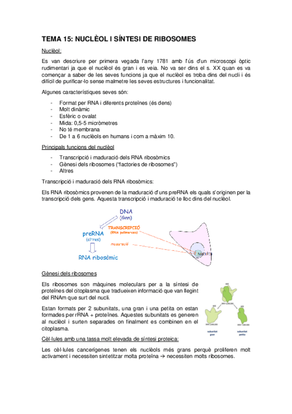 Miniatura del documento TEMA-15-NUCLEOL-I-SINTESI-DE-RIBOSOMES.pdf