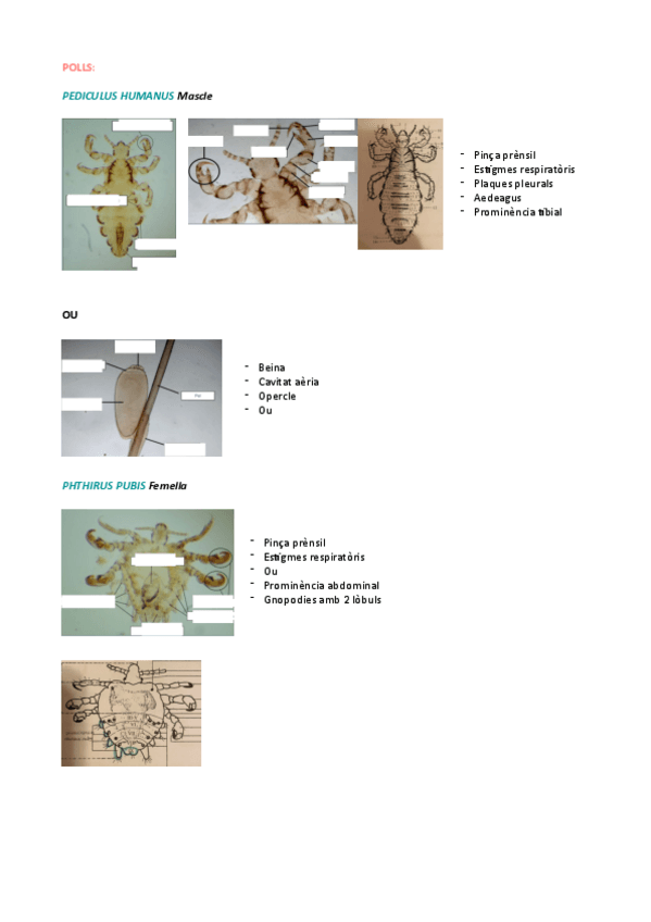 Miniatura del documento Practiques-parasito-questionari.pdf
