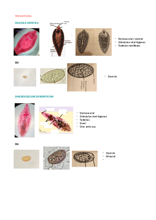 Miniatura del documento Practica-4.pdf