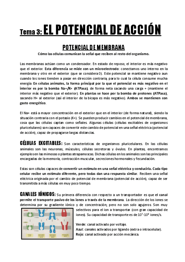 Miniatura del documento Tema-3-El-Potencial-de-Accion.pdf