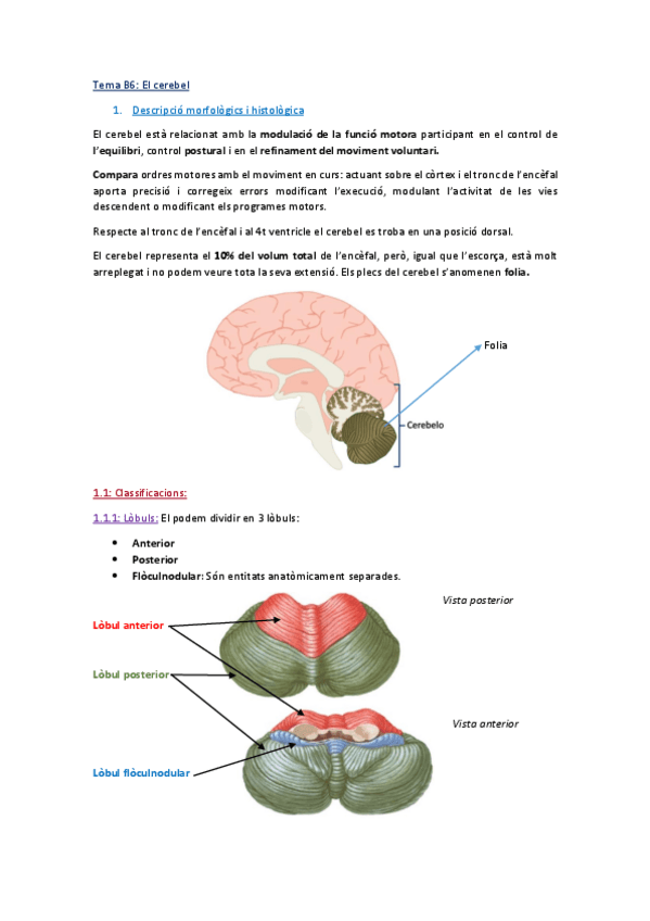 Miniatura del documento Tema B6_El cerebel_Complet.pdf