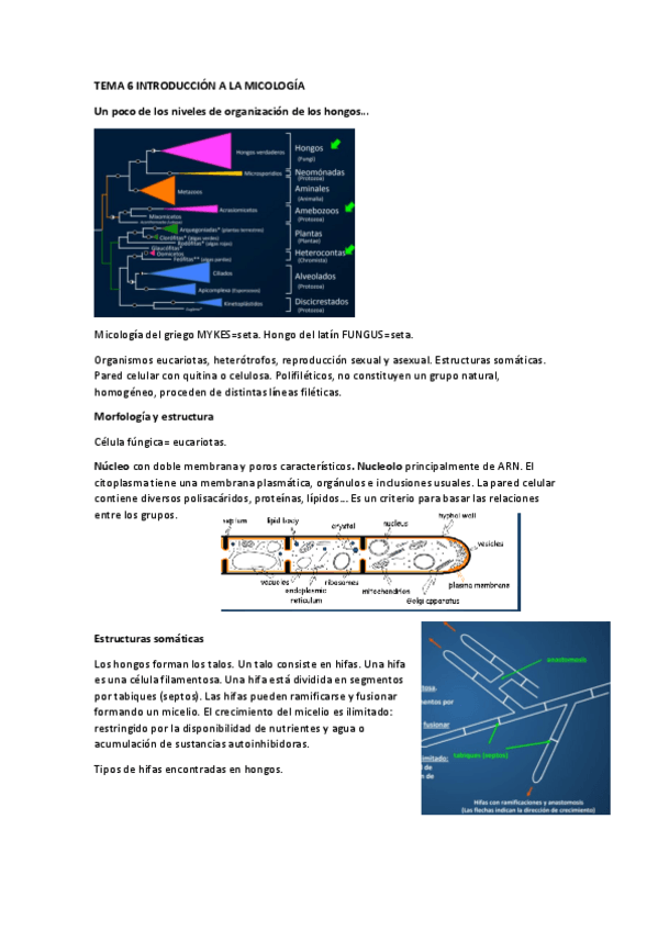 Miniatura del documento Resumen-Tema-6-Introduccion-Micologia.pdf
