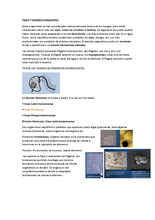 Miniatura del documento TEMA-7-DIVISION-OOMICETOS.pdf